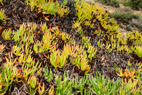 Tableau sur toile Carpobrotus edulis plant in the garden in spring