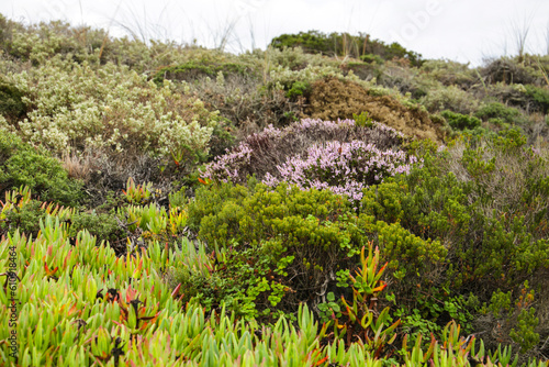 Photos Carpobrotus edulis plants and bushes in the coast of Alentejo