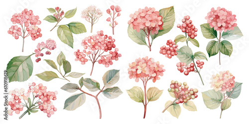 watercolor viburnum plant clipart for graphic resources