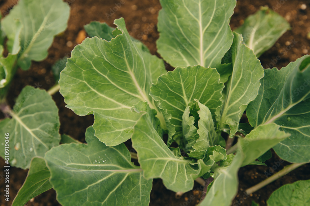 Beds with young cabbage. Agriculture, irrigation and fertilization. Growing vegetables for health and youth. Beds with young cabbage. Agriculture, irrigation and fertilization. Growing vegetables for health and youth.