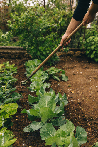 A man weeds a garden bed with cabbage. Removing weeds, keeping clean. Seasonal weeding, work in the garden, watering, fertilizing, growing fresh eco products, herbs, vegetables.