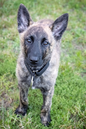 Photo of cute Dutch Shepherd puppy on green grass