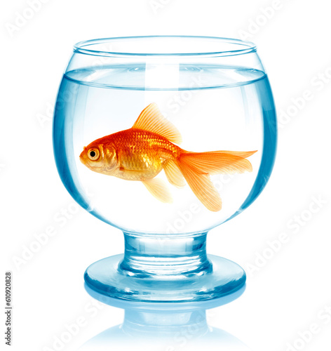 Goldfish in aquarium isolated on white background.