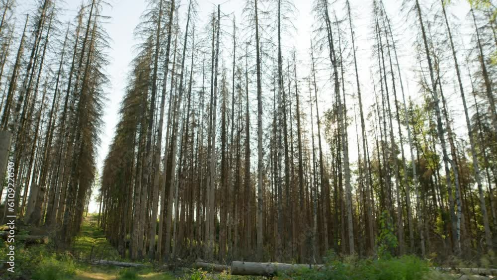 Fell down tree trunks in dead dry spruce forest hit by bark beetle in Czech countryside Fell down tree trunks in dead dry spruce forest hit by bark beetle in Czech countryside