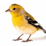 American Goldfinch bird isolated on white background. Generative AI
