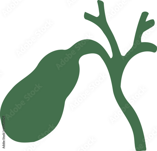 Human Gallbladder Organ