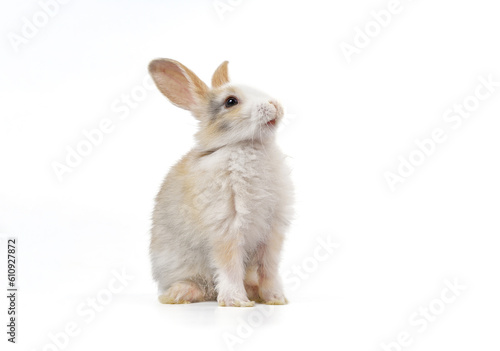 white brown bunny isolated on white background,young adorable fluffy rabbit,bunny easter