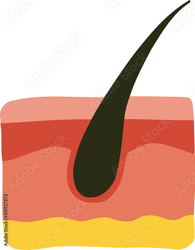 Human Hair and Skin Organ