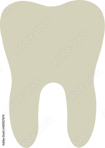 Human Tooth Organ