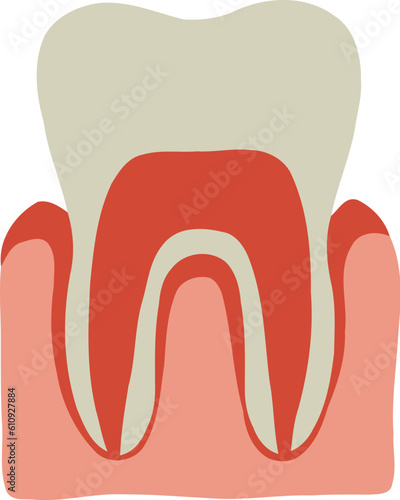 Human Tooth and Gum Organ