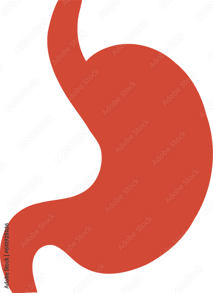 Human Stomach Organ Human Stomach Organ