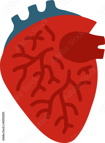 Human Heart Organ