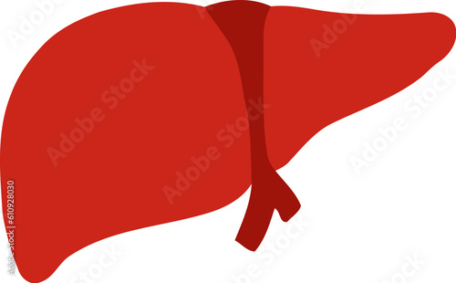 Human Liver Organ