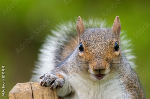 squirrel in the park © Chris