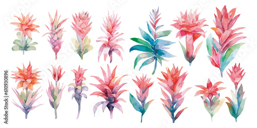 watercolor bromeliad clipart for graphic resources photo