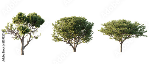isolated  cutout  hires pine pinus pinaster tree  day light  sun  best for parking landscape design  best for render visualisation  post production and compositing.