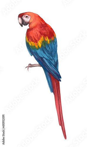 Watercolor red macaw parrot isolated on white background. Exotic bright colored bird. Tropical, jungle bird. Design, decor, print for background.
