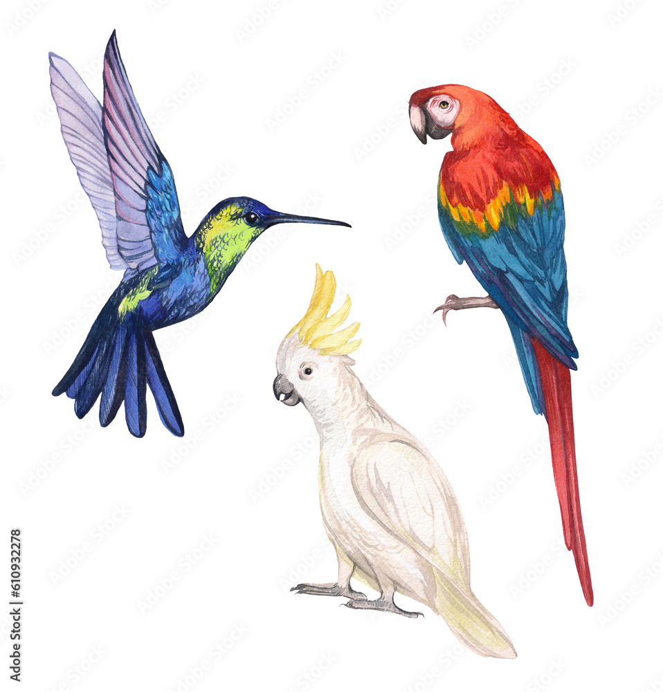 Fototapeta premium Set of watercolor tropical, exotic birds. Illustration of parrot Macaw, cockatoo, hummingbird. Hand drawn bird collection. Decoration and design