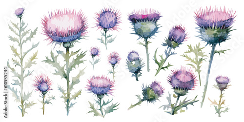 watercolor thistle plant clipart for graphic resources photo