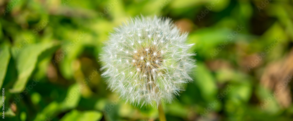 Dandelion close-up on a spring meadow. Dandelion seeds in the sunlight blowing away across a fresh green morning background Dandelion close-up on a spring meadow. Dandelion seeds in the sunlight blowing away across a fresh green morning background