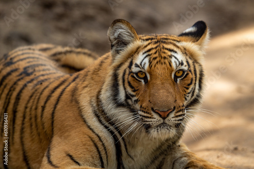 wild female bengal tiger or tigress or panthera tigris tigris extreme closeup image or fine art portrait with eye contact at jim corbett national park or tiger reserve uttarakhand india asia photo