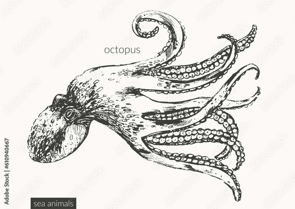 Φωτογραφία Vector sea animals illustration