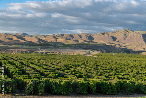 Olive Plantation in Bakersfield  California. Beautiful Sunset Light. USA