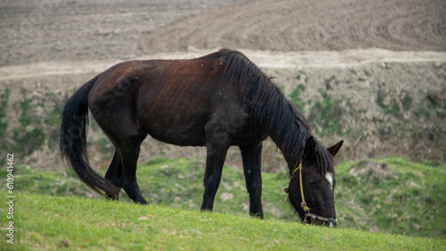 a horse eating grass in uzbekistan photo