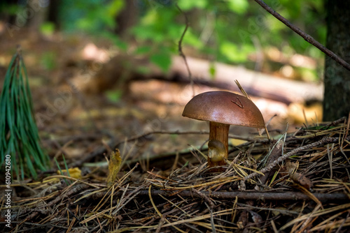 Gyroporus Mushroom in the nature photo