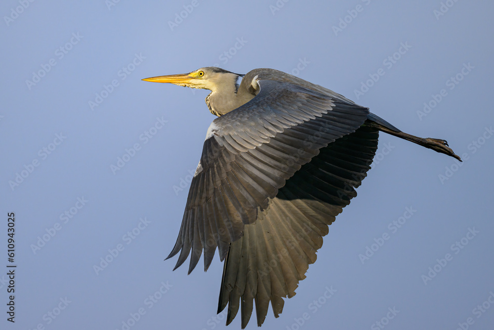 Fototapeta premium A Grey Heron flying on a sunny morning blue sky