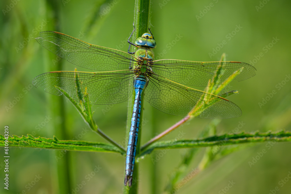 An emperor dragonfly resting on a plant