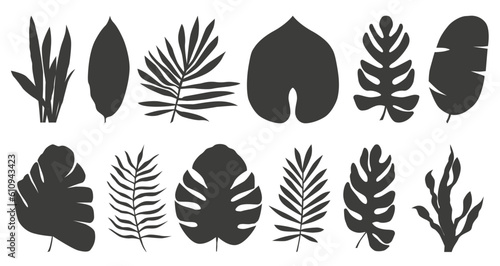 Set of tropical exotic leaves of different types. Vector illustration isolated on white background.