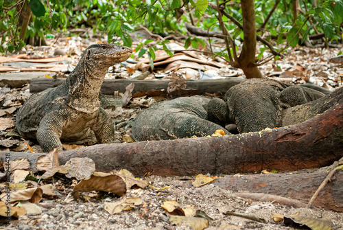 Asian water monitor, giant monitor lizard, Komodo dragon (Varanus komodoensis), Varanus salvator, group in the forest eating carrion food, looks fierce and scary.