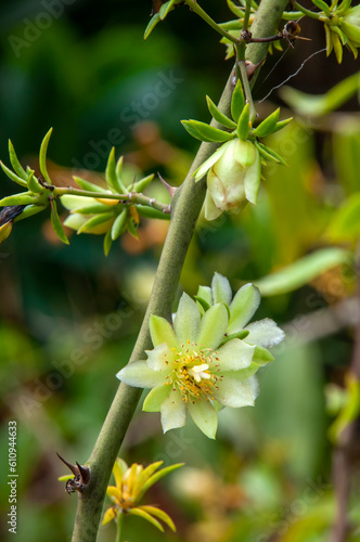 Photography Sydney Australia, stem with flower pereskia aculeata a scrambling shrub
