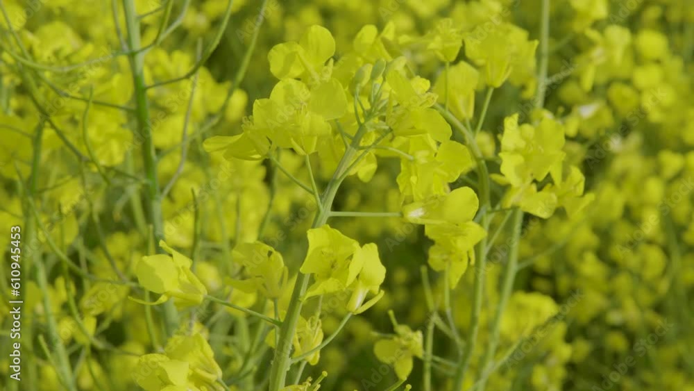 Closeup downward view of bright yellow rapeseed canola flowers in field Closeup downward view of bright yellow rapeseed canola flowers in field