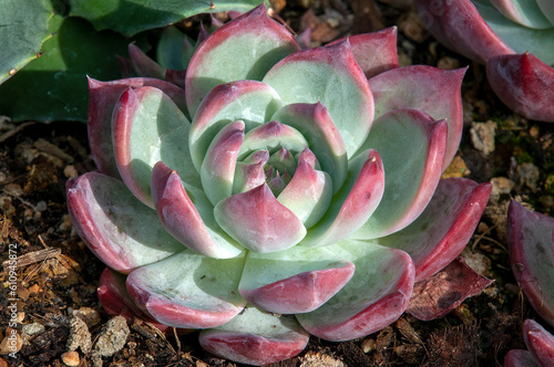 Sydney Australia, green blue echeveria with red trim in sunshine