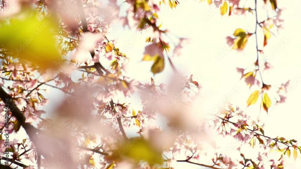 Pink cherry blooming against bright sunrise sky. Cherry branch with flowers in spring bloom. Landscape of the cherry blossom. Golden sunbeams falling on beautiful sakura flowers against blue sky. Pink cherry blooming against bright sunrise sky. Cherry branch with flowers in spring bloom. Landscape of the cherry blossom. Golden sunbeams falling on beautiful sakura flowers against blue sky.