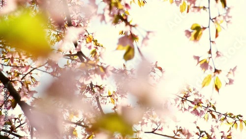 Wallpaper Mural Pink cherry blooming against bright sunrise sky. Cherry branch with flowers in spring bloom. Landscape of the cherry blossom. Golden sunbeams falling on beautiful sakura flowers against blue sky. Torontodigital.ca