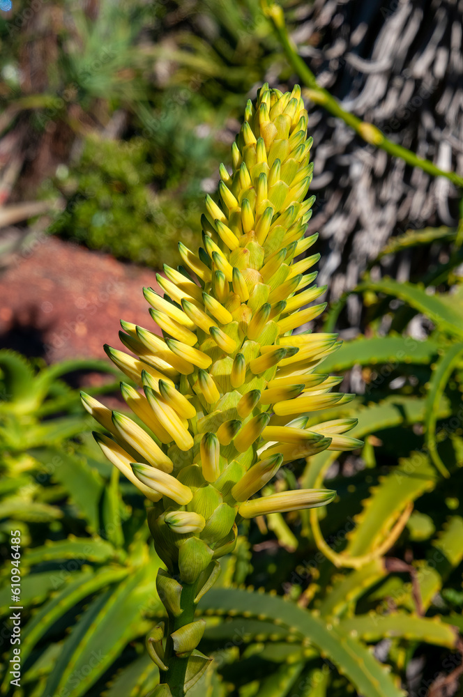 Sydney Australia, yellow flower head of a aloe 'Bush Baby Yellow' Sydney Australia, yellow flower head of a aloe 'Bush Baby Yellow'