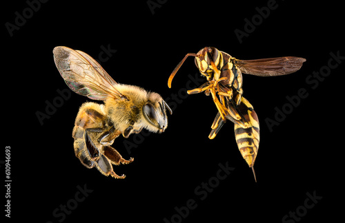 Bee and wasp on a black background
