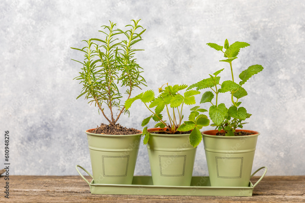 Potted fresh garden herbs. Seedling. Strawberry, mint, rosemary and oregano in pots.Spicy spice and herb seedling.Assorted fresh herbs in a pot.Home aromatic and culinary herbs.Copy space.