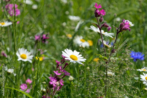 bunte Blumenwiese