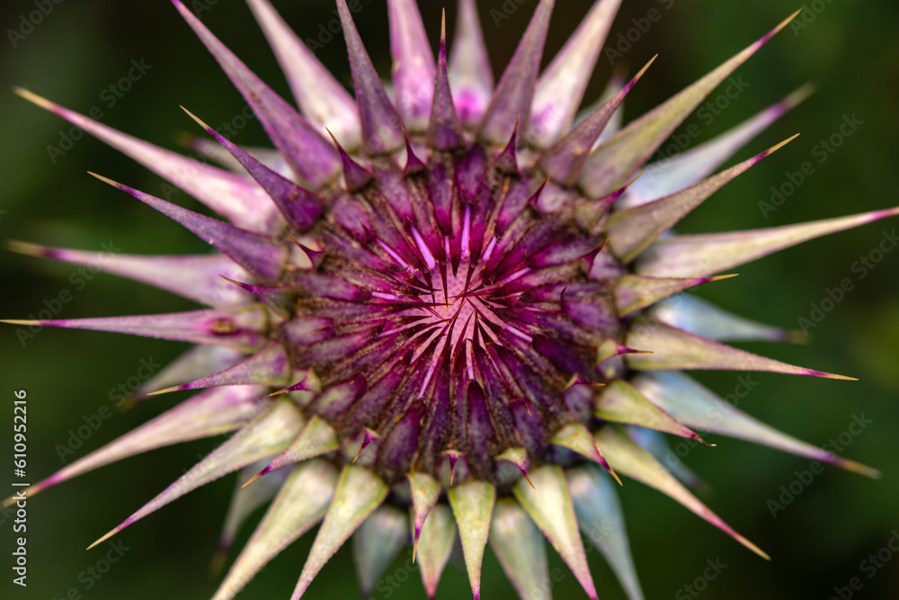 A selective focus shot of a Thistle flower A selective focus shot of a Thistle flower