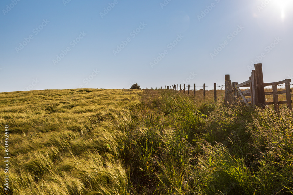 Fototapeta premium An early summer farm landscape in the South Downs