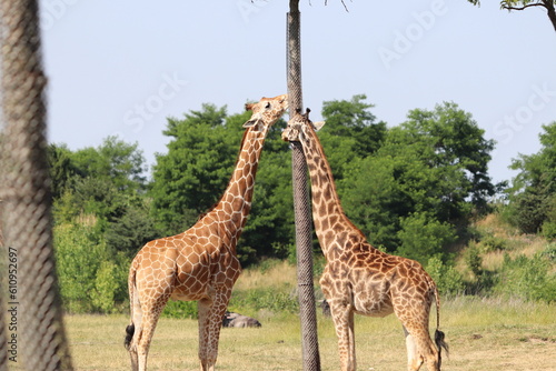 Giraffee's eating from tall trees