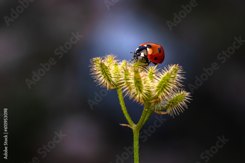 Macro shots, Beautiful nature scene. Beautiful ladybug on leaf defocused background