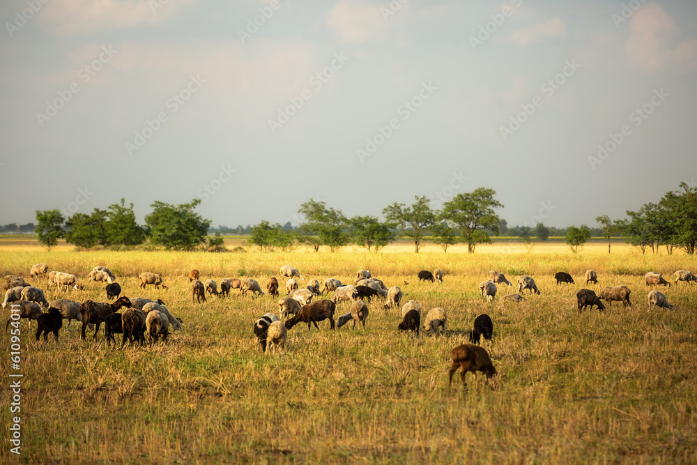 A flock of sheep is grazing on a field.