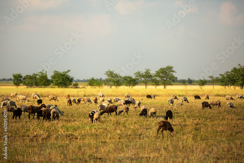 A flock of sheep is grazing on a field. © Nataliya