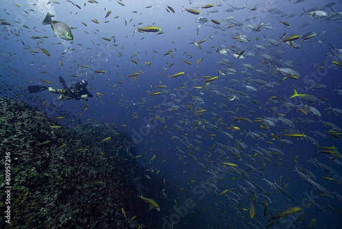 School of fish and a scuba diver swimming over coral rocks at sail rock island in southern Thailand