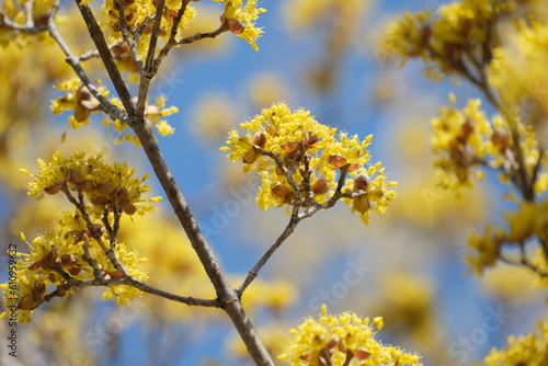 サンシュユの花